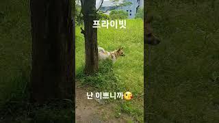 #프라이빗 #나만의 #절세미견