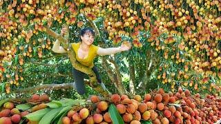 Harvesting Lychee Fruit Goes To Market Sell - Make Lychee Syrup | Phuong Daily Harvesting