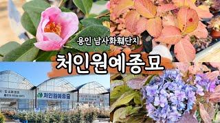 용인 남사 처인원예종묘 다녀왔어요! 정원 식물이 가득~유럽장미와 꽃나무 보고 가세용!