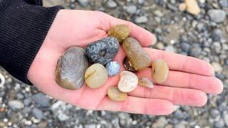 How to Find REAL Fossils at the Beach EASY! #shorts