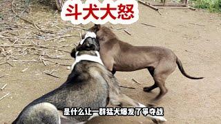 猛犬爆发争夺战，比特犬大怒卡斯罗犬气得发抖，起因是一根磨牙棒