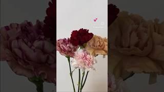 Carnations Colours & Flower Meaning for Mother’s Day #floraldesign #flowers #flowerlover