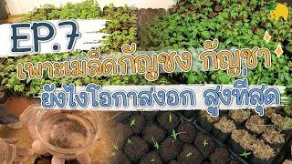 EP.7 เพาะเมล็ด กัญชง กัญชา ยังไงโอกาสงอกสูงที่สุด