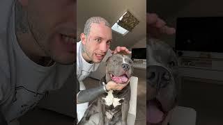 Chihuahua vs Mino #chihuahua #americanbully #pitbull #dog #animal