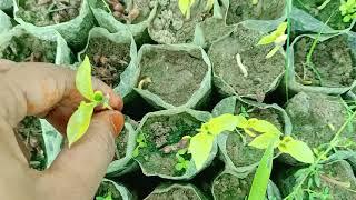 Agarwood seeds to plant's | Agarwood Nursery's instructions | #Agarnursery #agarwoodsassam