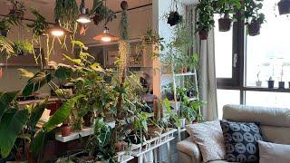 Jungle kitchen plants, Hanging plants tips