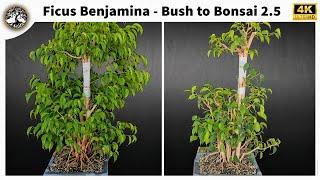 Ficus Benjamina - Bush to Bonsai 2.5