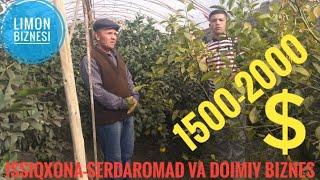 Issiqxona (teplitsa)biznesi/Issiqxona-daromadli biznes#issiqxona #teplitsa #limon #biznesi #Bekblogs