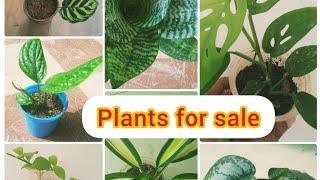 plants for sale /adams home garden