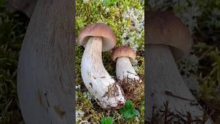 Одно ЧУДО краше ДРУГОГО! Сказочная Карелия