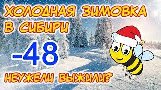 Холодная зимовка в сибири. -48 градусов. Как чувствуют себя пчелы.