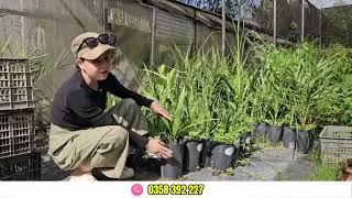 3 dòng chà là ngọt đậm đà, giòn tan. #0358392227 #0915061058 #chalanuoicaymo #chala #chalabraim