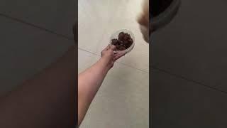 Chowchow- Moochie loves chicken liver️