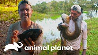 Tres peligrosos encuentros de Frank con animales en el Amazonas | Wild Frank | Animal Planet