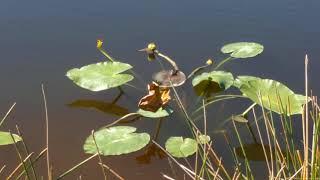 Fishing at Billy's Creek Fort Myers, Florida Fish and Alligator seen