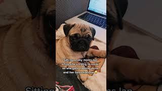 Full-time pug mom dreams #pug #newpuppy #cutepugs #fok #puglove #lifewithpug #dogs