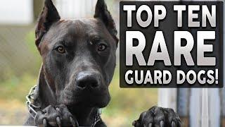 Top 10 RARE Guard Dog Breeds!