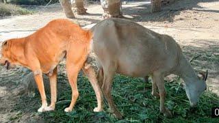 super dolphin goats mating with dog