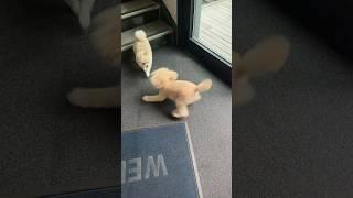 오랜만에 쫑이 봐서 초흥분… #강아지 #토이푸들 #강아지브이로그 #강아지일상 #poodle #산책 #반려견