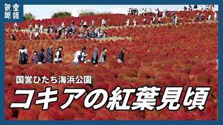 国営ひたち海浜公園　コキア見頃