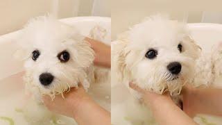 MY PUPPY'S FIRST BATH!