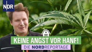 Hanf - Alte Nutzpflanze, neu entdeckt | Die Nordreportage | NDR