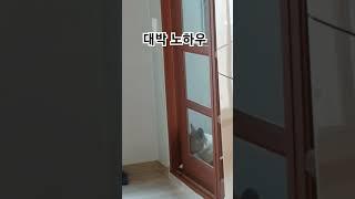 #대박노하우 #순간포착 #똑똑한강아지 #절세미견 #딱걸렸어