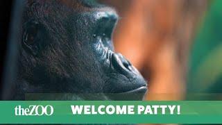 LOUISVILLE ZOO WELCOMES NEW FEMALE GORILLA PATTY