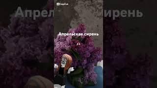 #правда