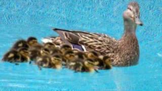 Ducks enjoying our swimming pool