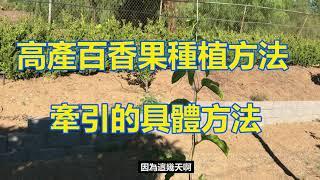 高產百香果種植方法 牽引的具體方法