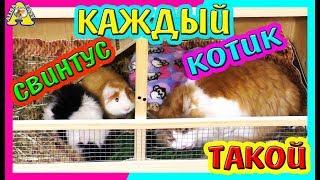 КАЖДЫЙ СВИНТУС ТАКОЙ \/ КАЖДЫЙ КОТИК ТАКОЙ \/ ALISA EASY