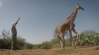 Tracking Threatened Giraffes in Kenya