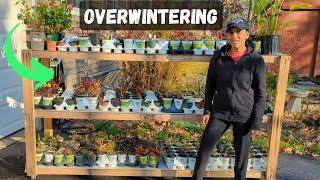 Plants Overwintering In My Garage | November Tour Update