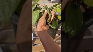 New technique for growing black pepper plant #blackpepper #kalimirch #farming #gardening #shorts6