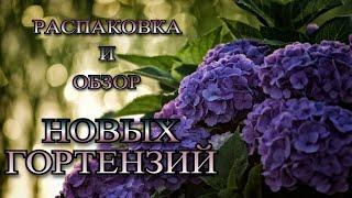 Распаковка и обзор посылки гортензий из питомника🪻 "Садурский Сад Алена"