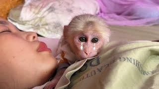 Monkey Luk sad when mom shows signs of abnormality