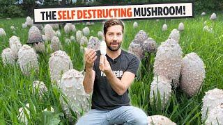 We Found a HUGE Field of Self-Destructing Mushrooms (Shaggy Mane)