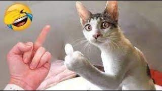 Funny Animal Videos 2023    Funniest Cats And Dogs Videos  #33