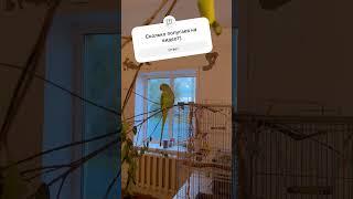 Сколько попугаев на видео?