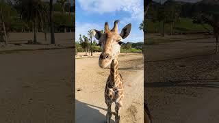 Slow down and take a brain break with the giraffe tower