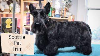 How to Do a Pet Scottie Trim | with Master Groomer