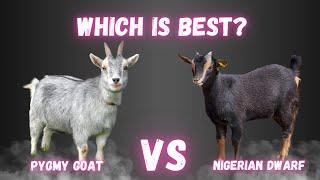 Pygmy Goats vs Nigerian Dwarf Goats | Key Differences and Which One is Right for You?