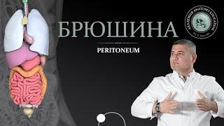 Брюшина / Peritoneum. Серозные оболочки