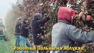 Робота в Польщі на Яблуках!