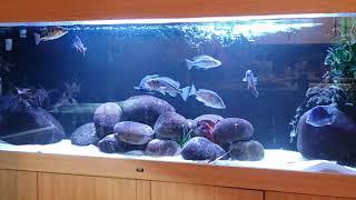 MAIN FISH TANK ND AQUATICS MALAWI SETUP