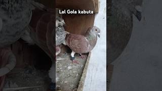 Lal Gola Kabutar ka shokh karo By Naseem Saifi #shortvideo #pigeon #viralvideo #trending