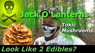 Jack O'Lantern Mushrooms are POISONOUS and can look like 2 Choice Edibles New 2017