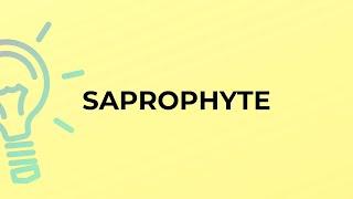 What is the meaning of the word SAPROPHYTE?