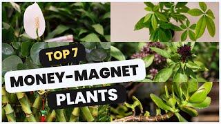 Top 7 Money-Magnet Plants to Attract Wealth and Positive Energy! 